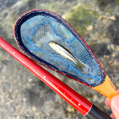 カワムツの釣果