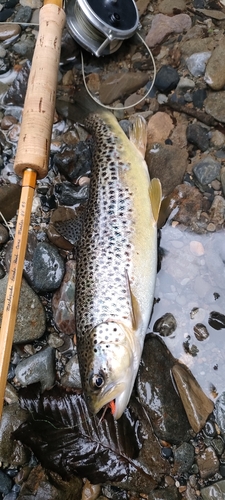 ブラウントラウトの釣果