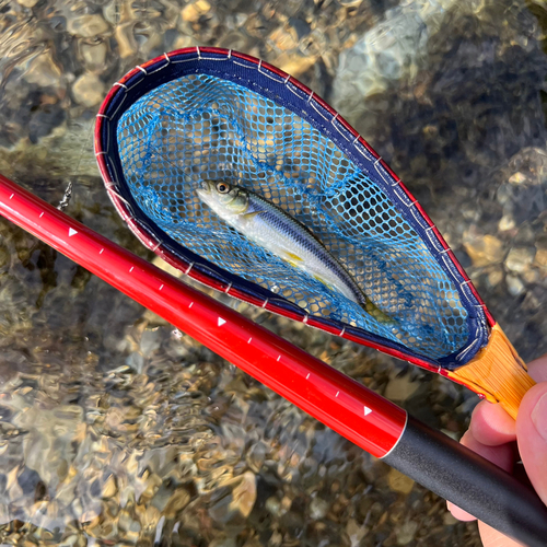 カワムツの釣果