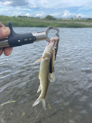 ニゴイの釣果