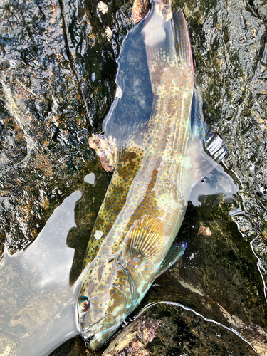 スジアラの釣果