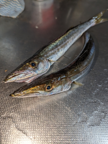 カマスの釣果