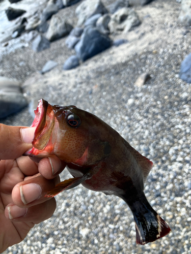 ヤミハタの釣果