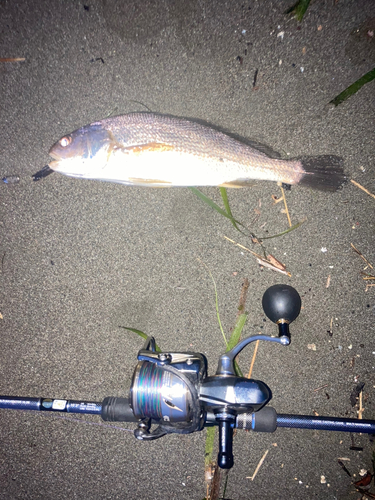 ニベの釣果