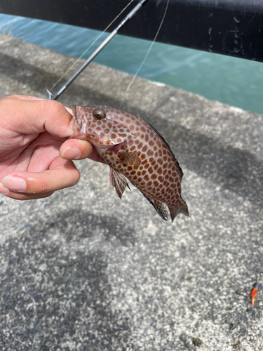 オオモンハタの釣果