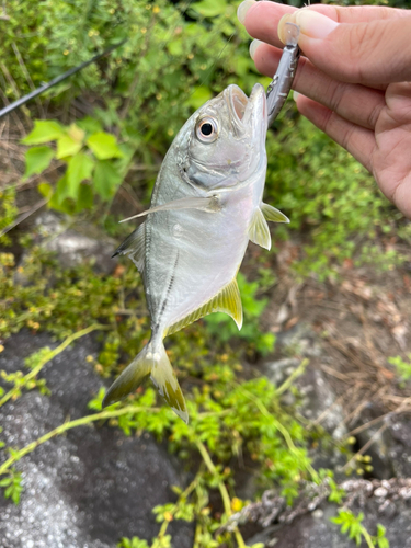 メッキの釣果