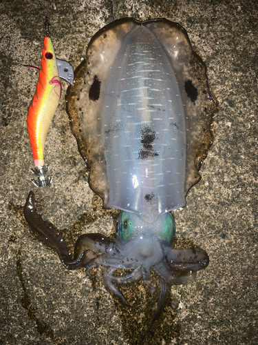 アオリイカの釣果