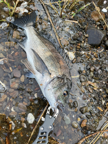 チヌの釣果