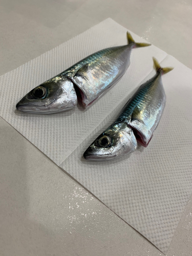 マサバの釣果