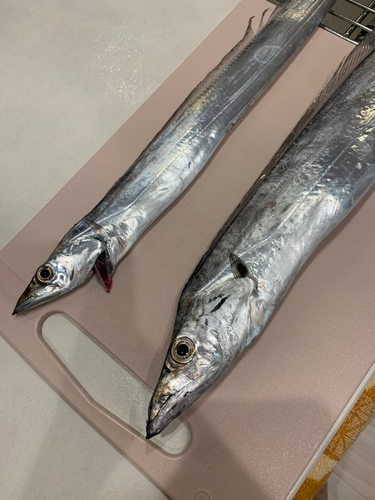 タチウオの釣果