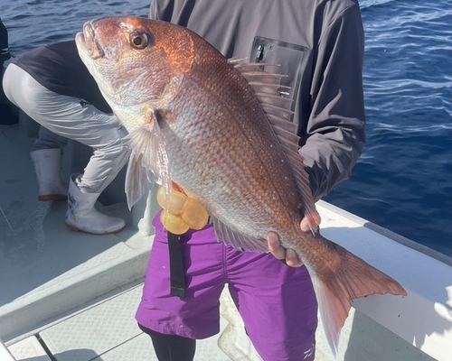 マダイの釣果