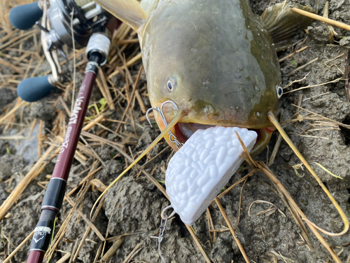 ナマズの釣果