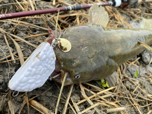 ナマズの釣果