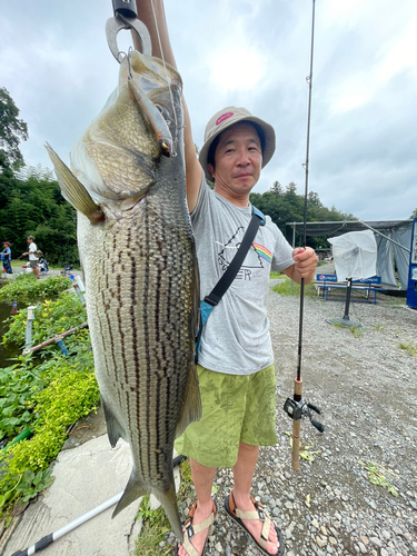 ストライパーの釣果