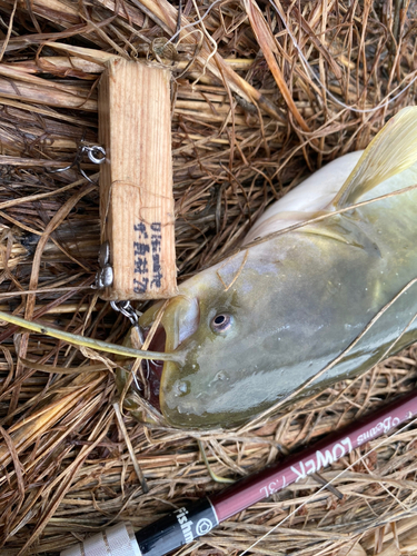 ナマズの釣果