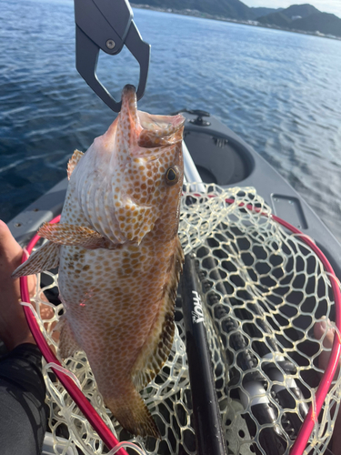 オオモンハタの釣果