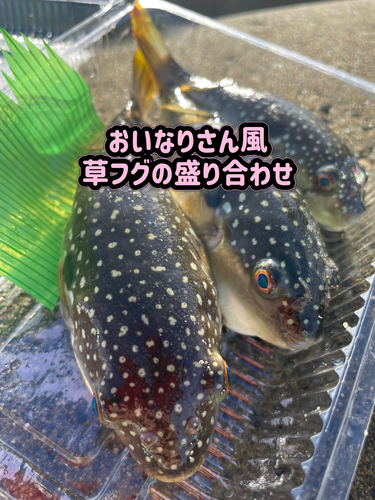 クサフグの釣果