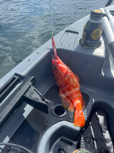 アカハタの釣果