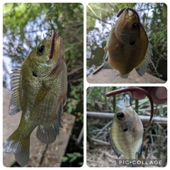 ブルーギルの釣果