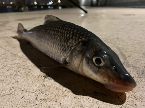 ニゴイの釣果