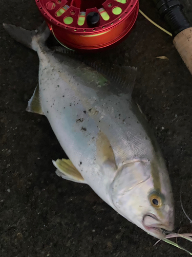 ショゴの釣果