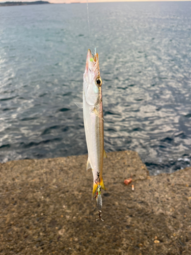 カマスの釣果