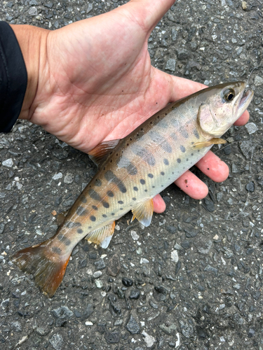 ヤマメの釣果