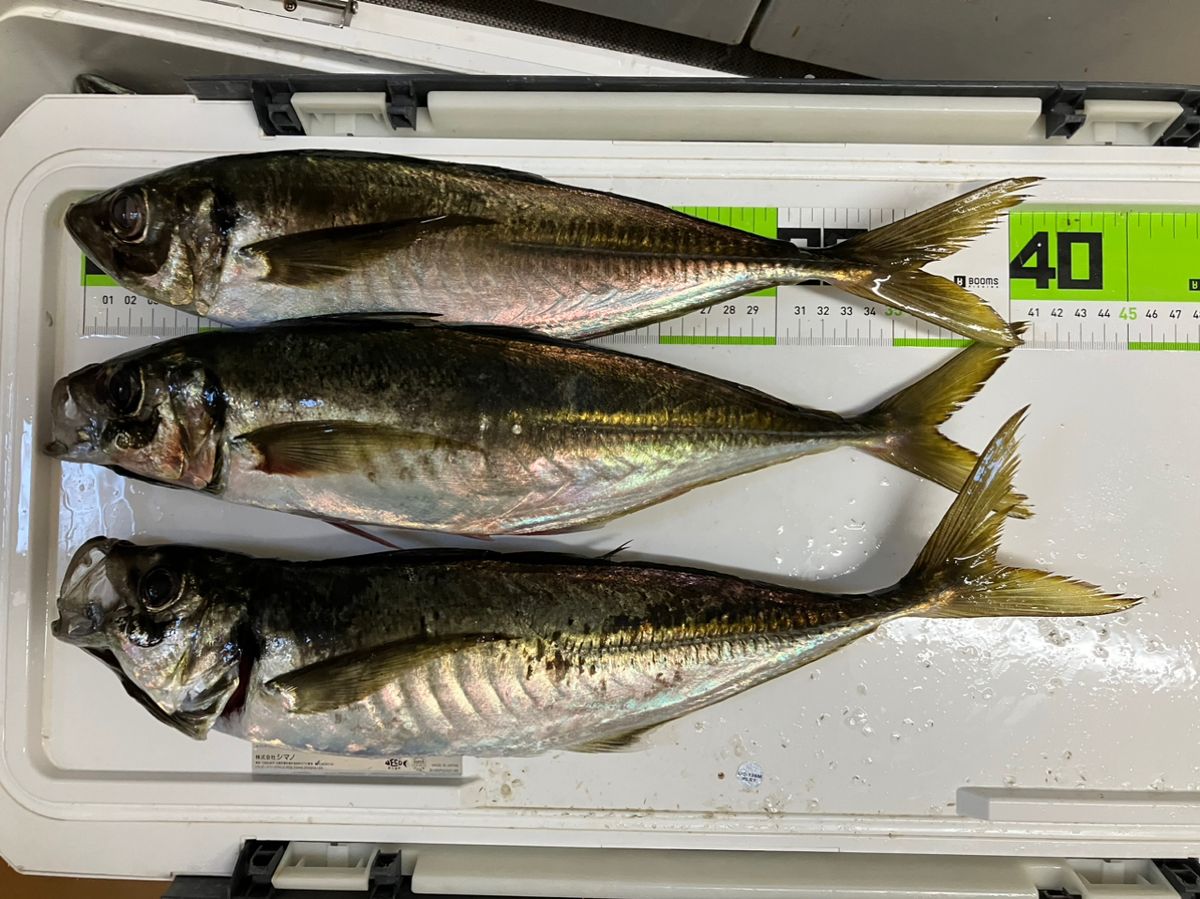 ルナパパさんの釣果 3枚目の画像