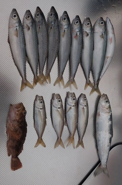 アジの釣果