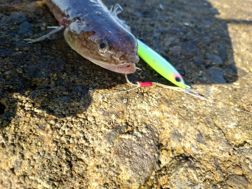 エソの釣果