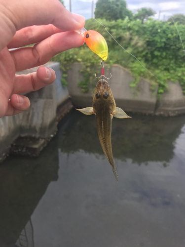 ハゼの釣果