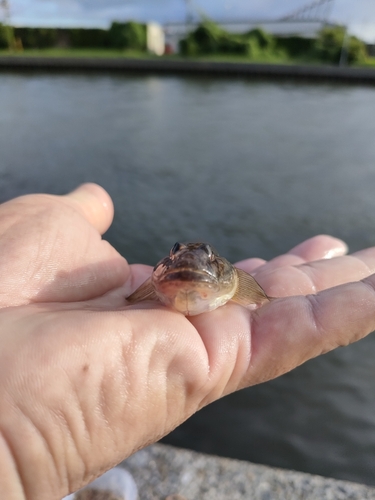 ハゼの釣果