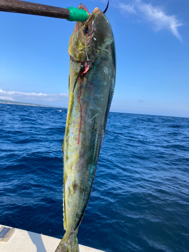 シイラの釣果