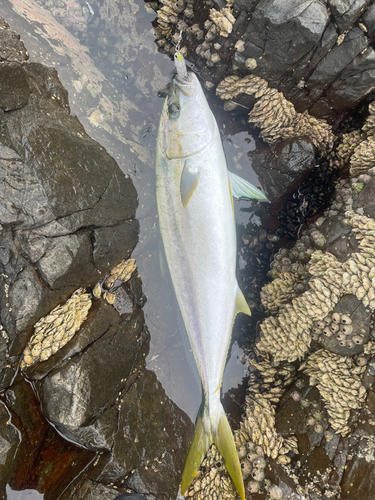 ヒラマサの釣果