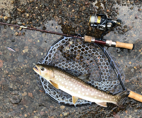 アメマスの釣果