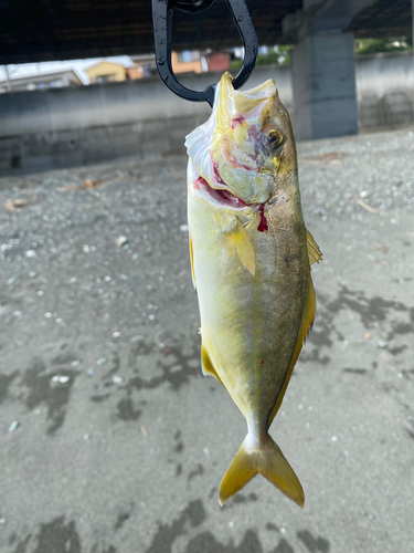 ショゴの釣果