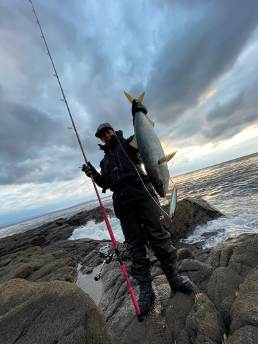 ヤズの釣果