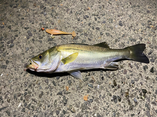 スズキの釣果