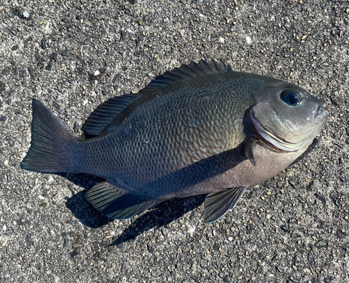 グレの釣果