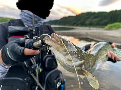 ナマズの釣果