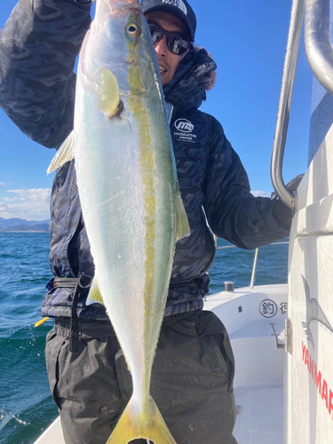 ハマチの釣果