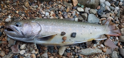 ヤマメの釣果