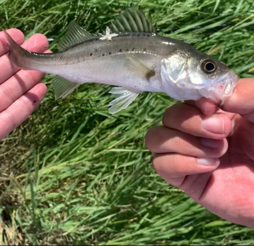 セイゴ（マルスズキ）の釣果