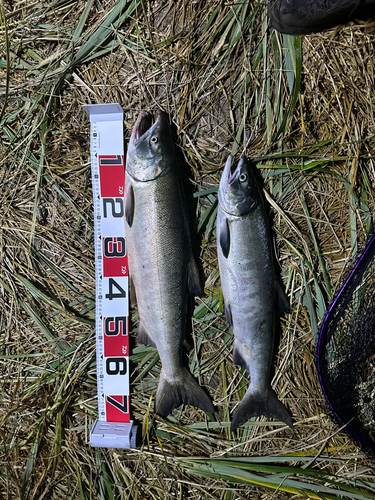 シロザケの釣果