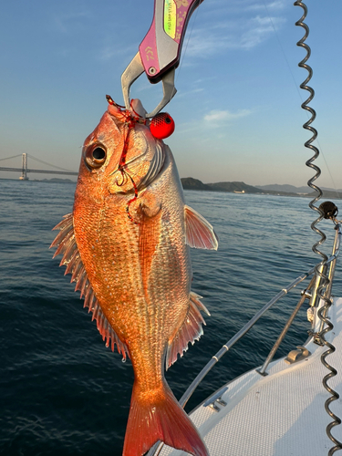 マダイの釣果