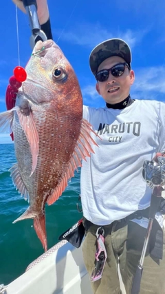 マダイの釣果