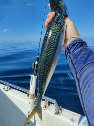 サバの釣果