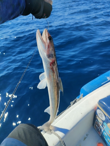 エソの釣果