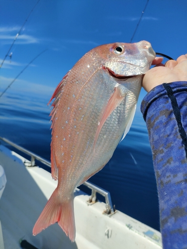 チダイの釣果