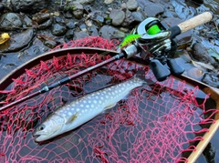 アメマスの釣果